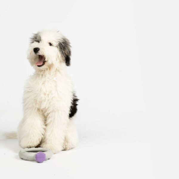 Ring With Lavender Scent Dog Toy - Image 4