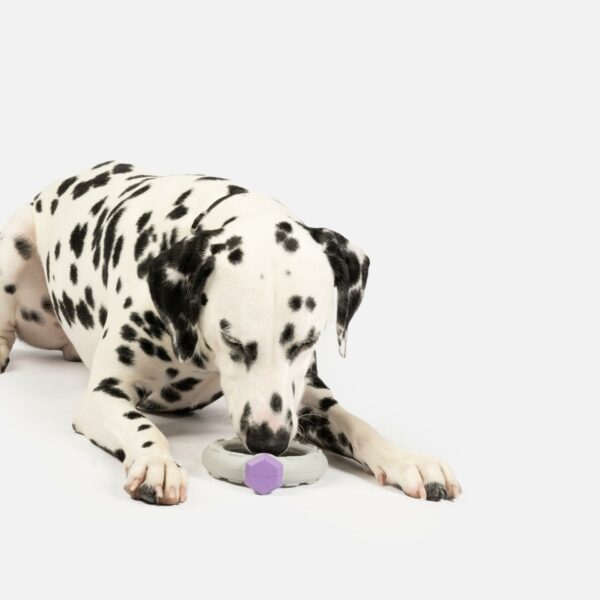 Ring With Lavender Scent Dog Toy - Image 6