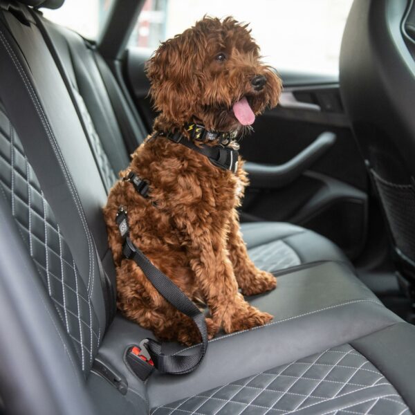 Pet Seat Belt Tether - Image 2