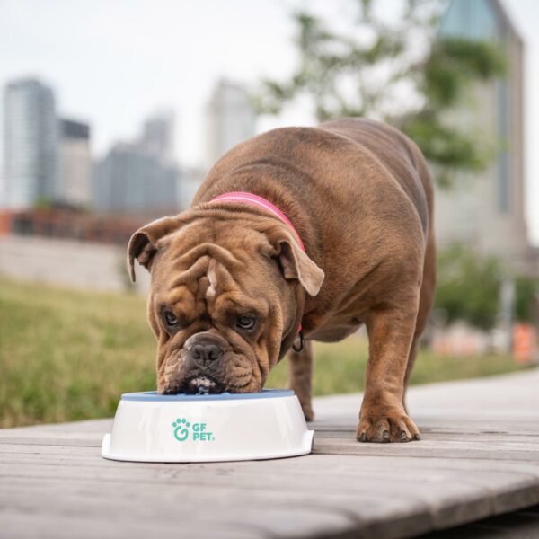 Ice Bowl - Pet Cooling Water Bowl - Image 5