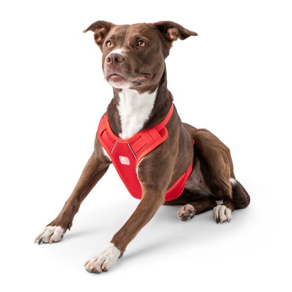 Travel Harness - Red - Image 2